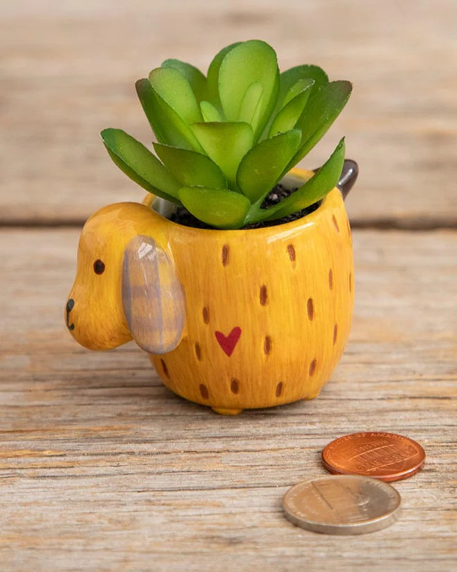 Succulent Critter Yellow Dog