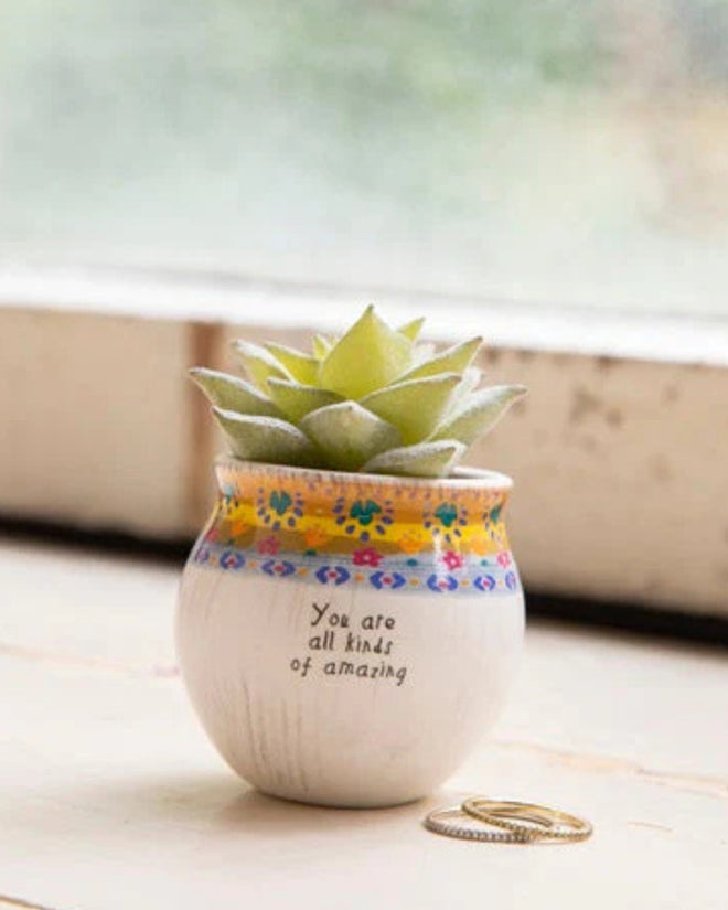 Succulent All Kinds of Amazing