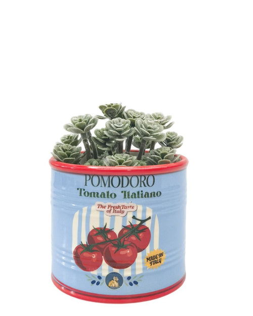 Tomato Italiano Can Planter Blue 10cm